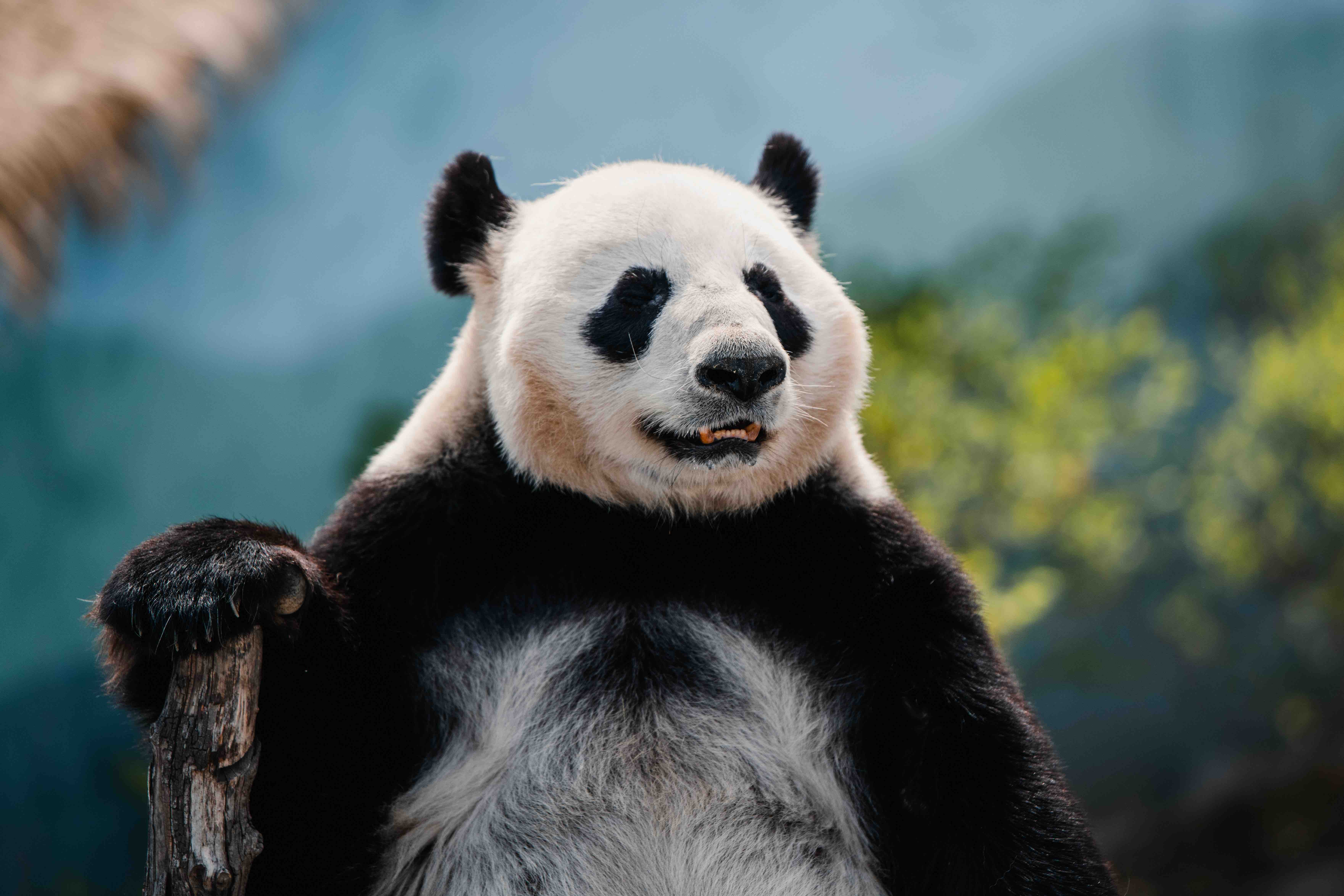 Chengdu extension for Beijing and China DMC programs